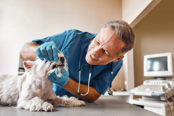 Best Emergency Denture Repair in South Wenatchee, WA